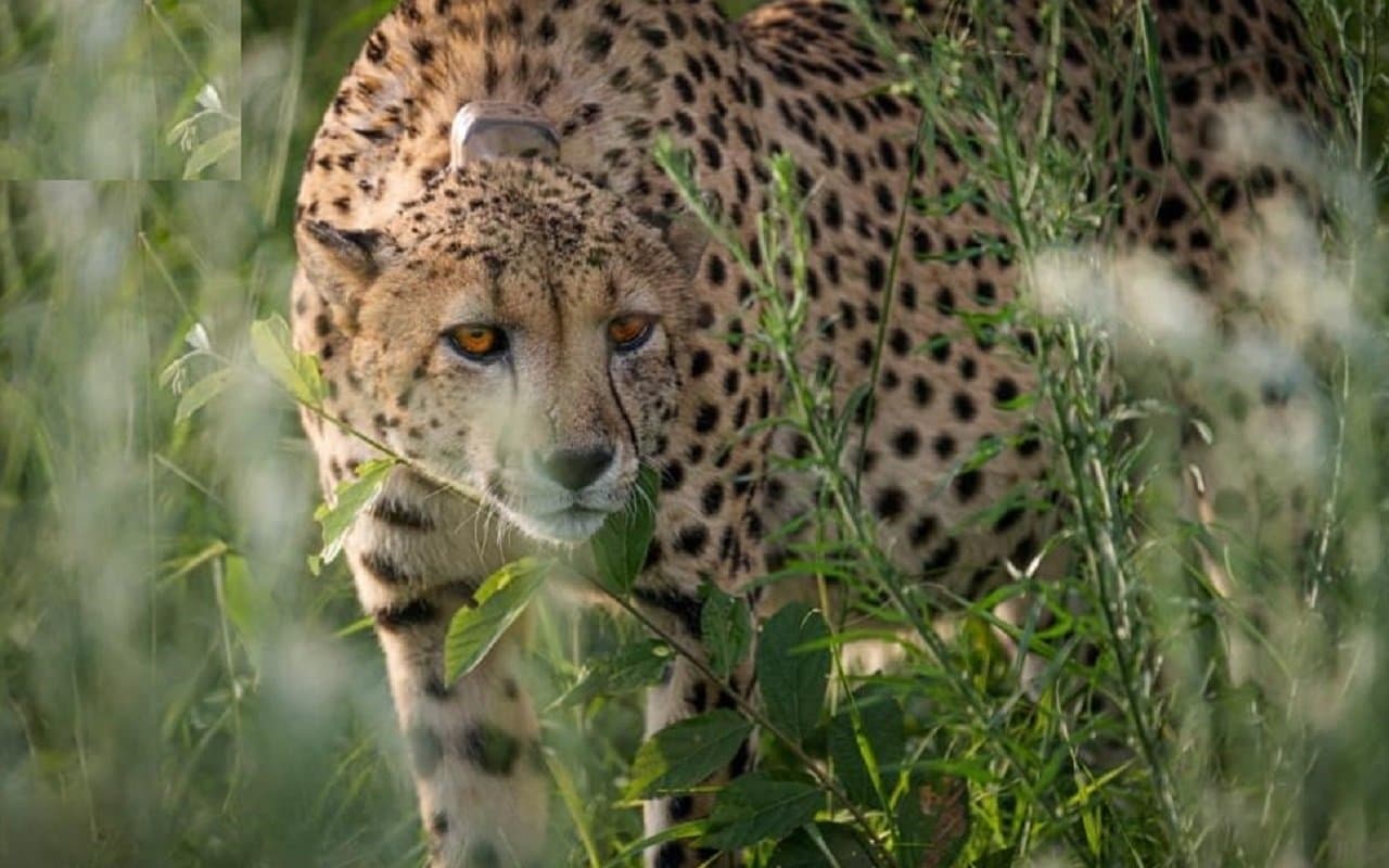 Project Cheetah: दक्षिण अफ्रीका से लाये गये 12 चीते, वायुसेना के Mi-17 हेलीकॉप्टर से भेजे गये कूनो नेशनल पार्क