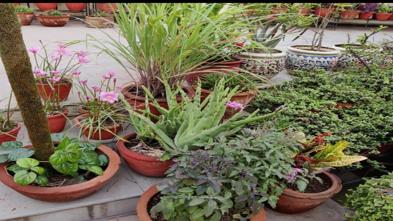 औषधीय पौधों की खेती किसानों के लिए लाभदायक, केंद्र और राज्य सरकार भी कर रही मदद