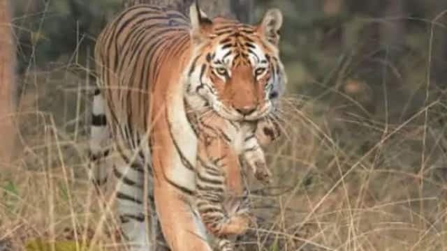 Kanpur News: 10 दिन क्वारंटीन रहेगी एटा की पुष्पा, दांत टूटने की मिली ऐसी सजा...