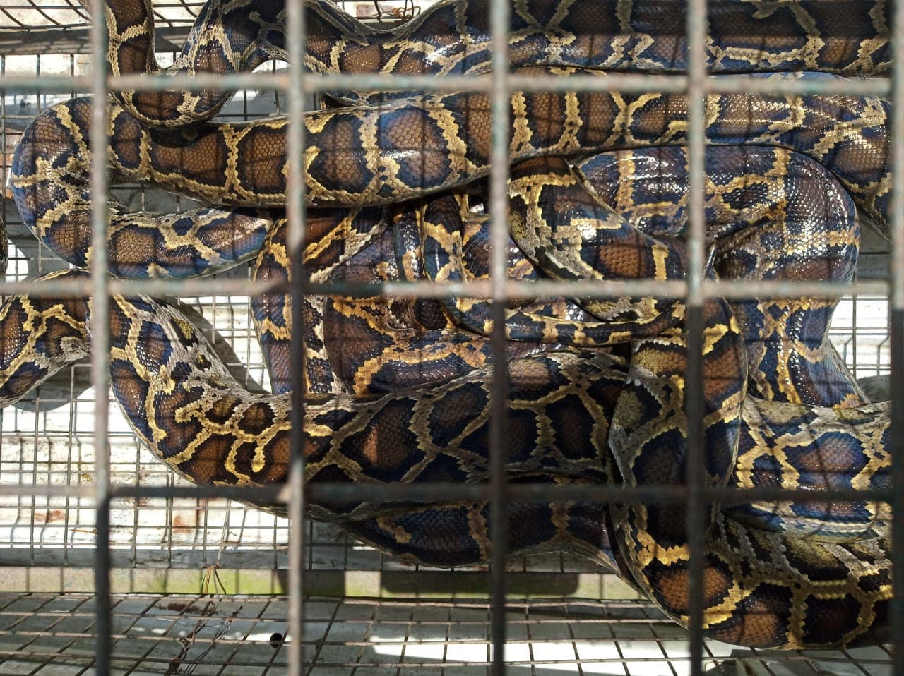 नागपंचमी पर चाय बागान में दिखे दो 8 फुट के अजगर, देखने के लिए उमड़ी ग्रामीणों की भीड़, देखें Video