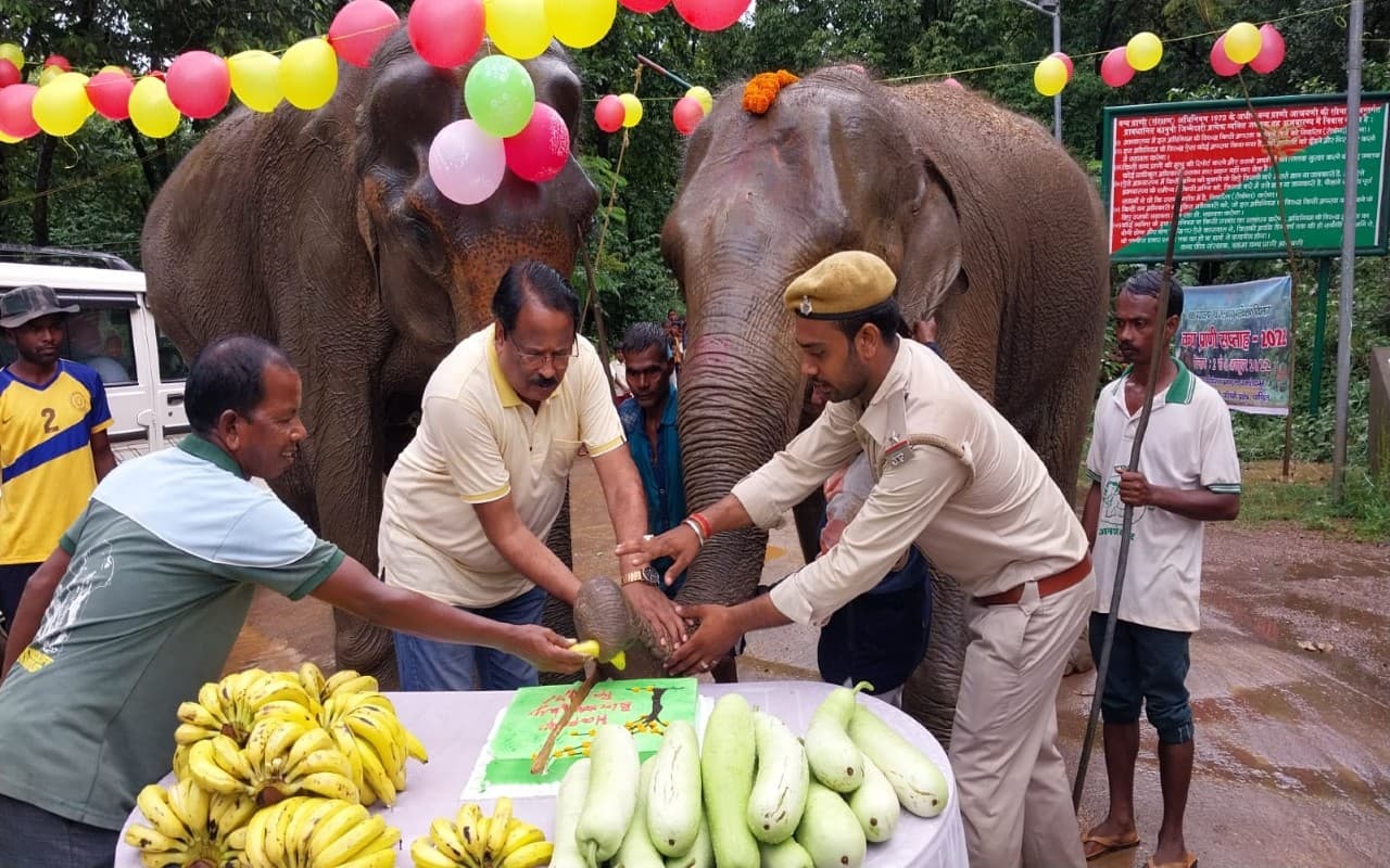 Elephant Rajni Birthday: जमशेदपुर में हथिनी रजनी का धूम-धाम से मना जन्मदिन, 15 पाउंड का कटा केक