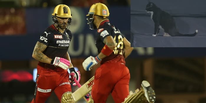 IPL 2022: काली बिल्ली ने उठाया आरसीबी और पंजाब मुकाबले का लुत्फ, साइट स्क्रीन पर किया कब्जा, वीडियो वायरल