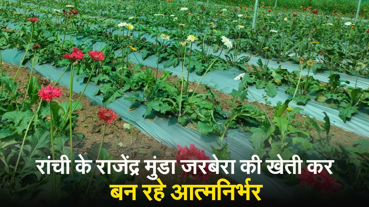 VIDEO: जरबेरा की खेती कर रांची के युवा किसान राजेंद्र मुंडा बन रहे आत्मनिर्भर