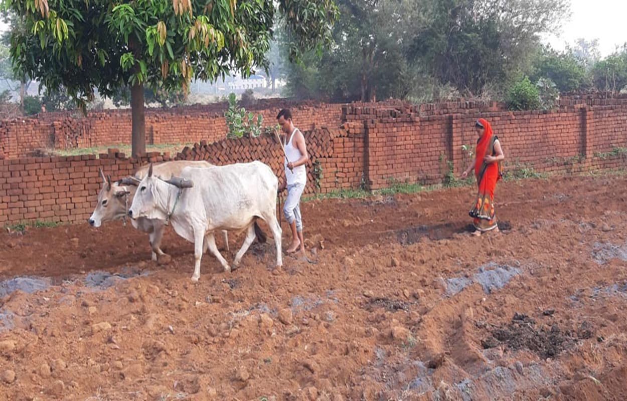 खेतों की जुताई में जुटे किसान, बारिश के साथ खरीफ फसल की बुवाई शुरू