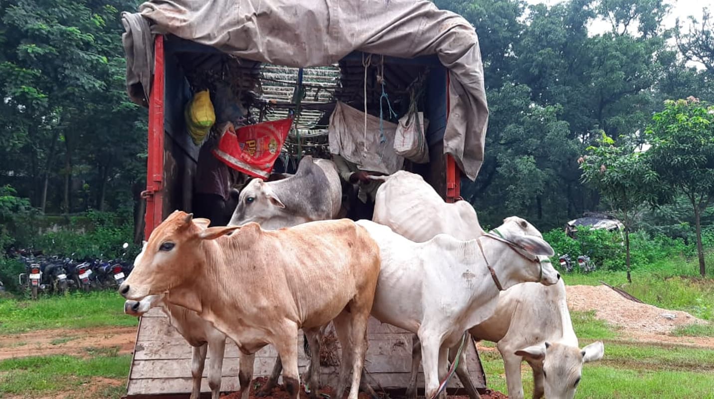 एक ट्रक में 44 मवेशियों की हो रही थी तस्करी, 8 तस्कर को रामगढ़ पुलिस ने किया गिरफ्तार