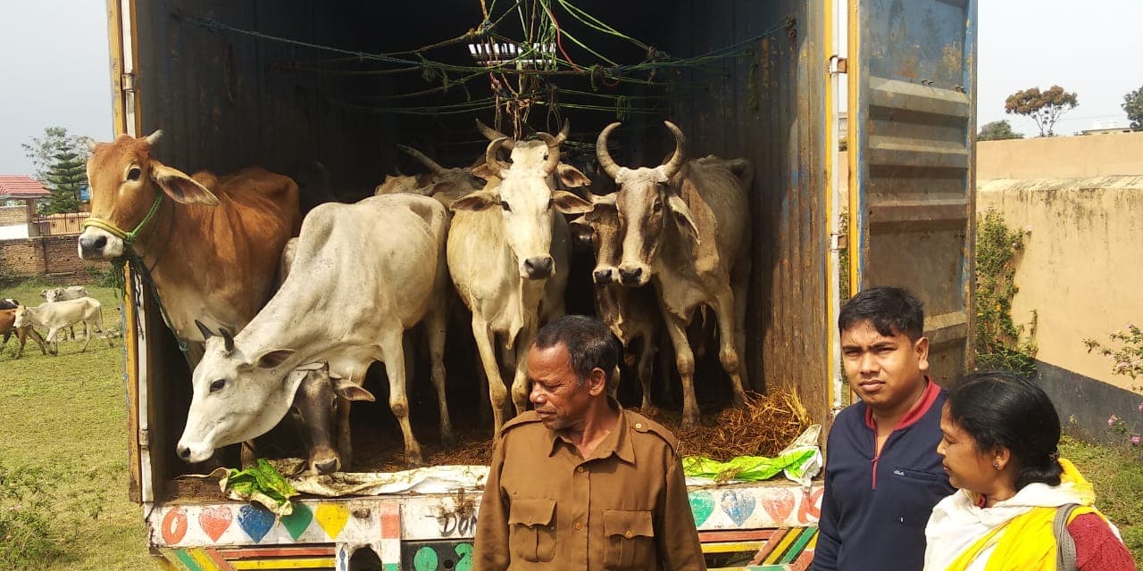 रांची के रास्ते गौवंश की तस्करी, पुलिस ने 38 मवेशियों को बचाया, कंटेनर के चालक समेत 3 फरार