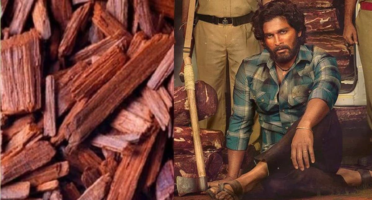 Red Sandalwood Tree: Pushpa फिल्म में दिखाया गया लाल चन्दन है काफी उपयोगी, इससे कमा सकते हैं लाखों रुपए