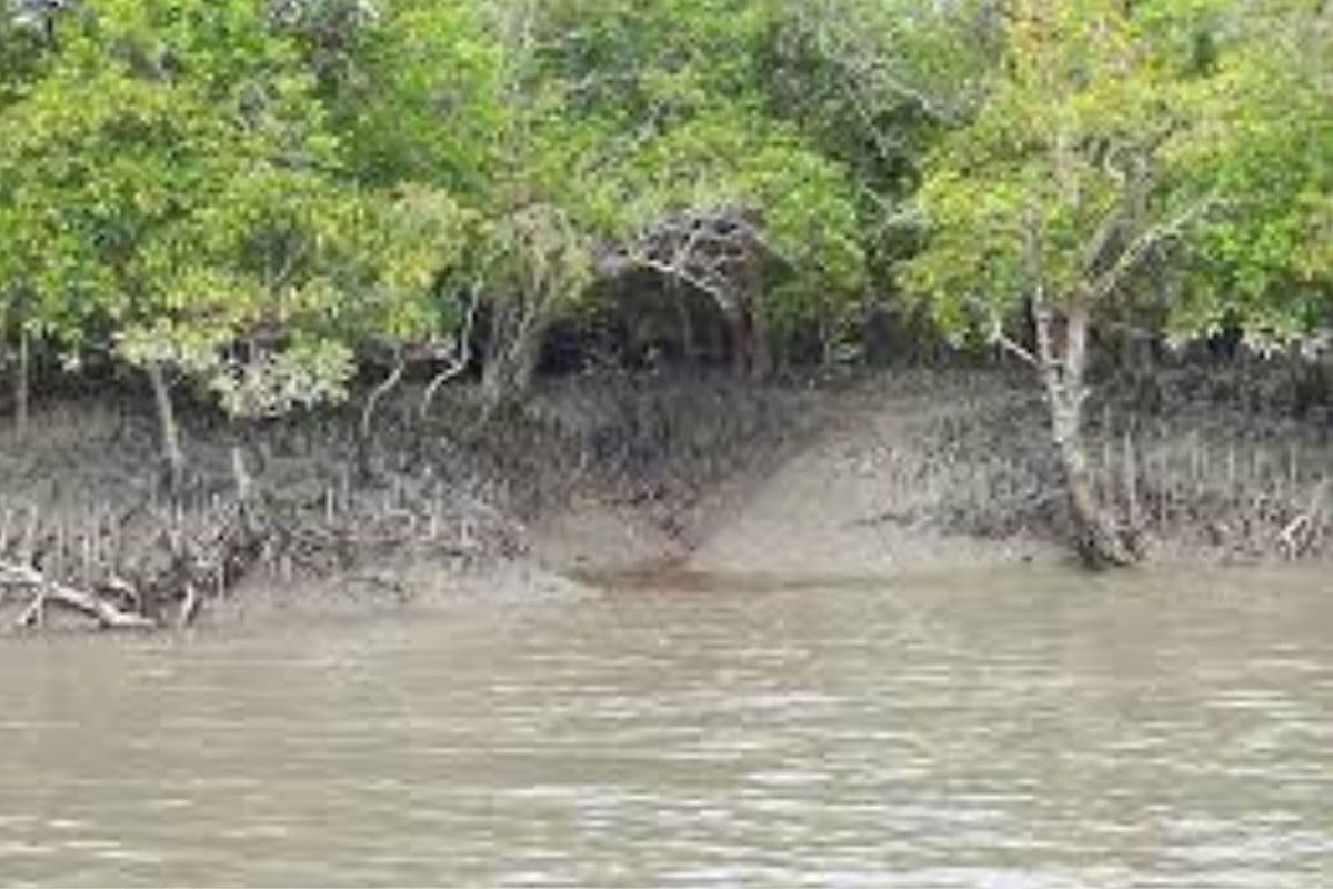 West Bengal : सुंदरवन में डूबने से बच्चों की मृत्यु दर दुनिया में सबसे अधिक क्यों, जानें इसके पीछे का रहस्य...