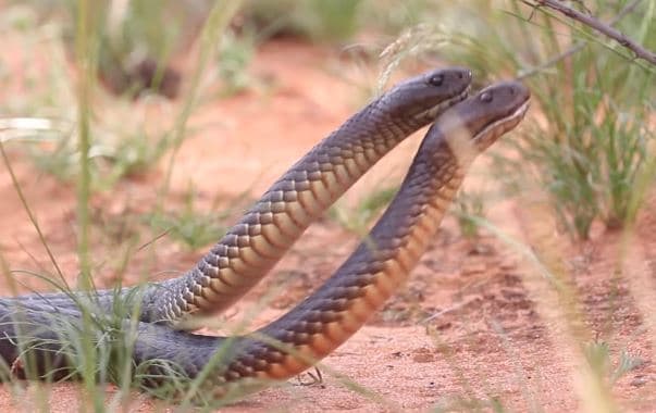 दो जहरीले सांपों में खौफनाक लड़ाई, एक-दूसरे पर किए कई हमले, यहां देखिए सोशल मीडिया पर VIRAL VIDEO