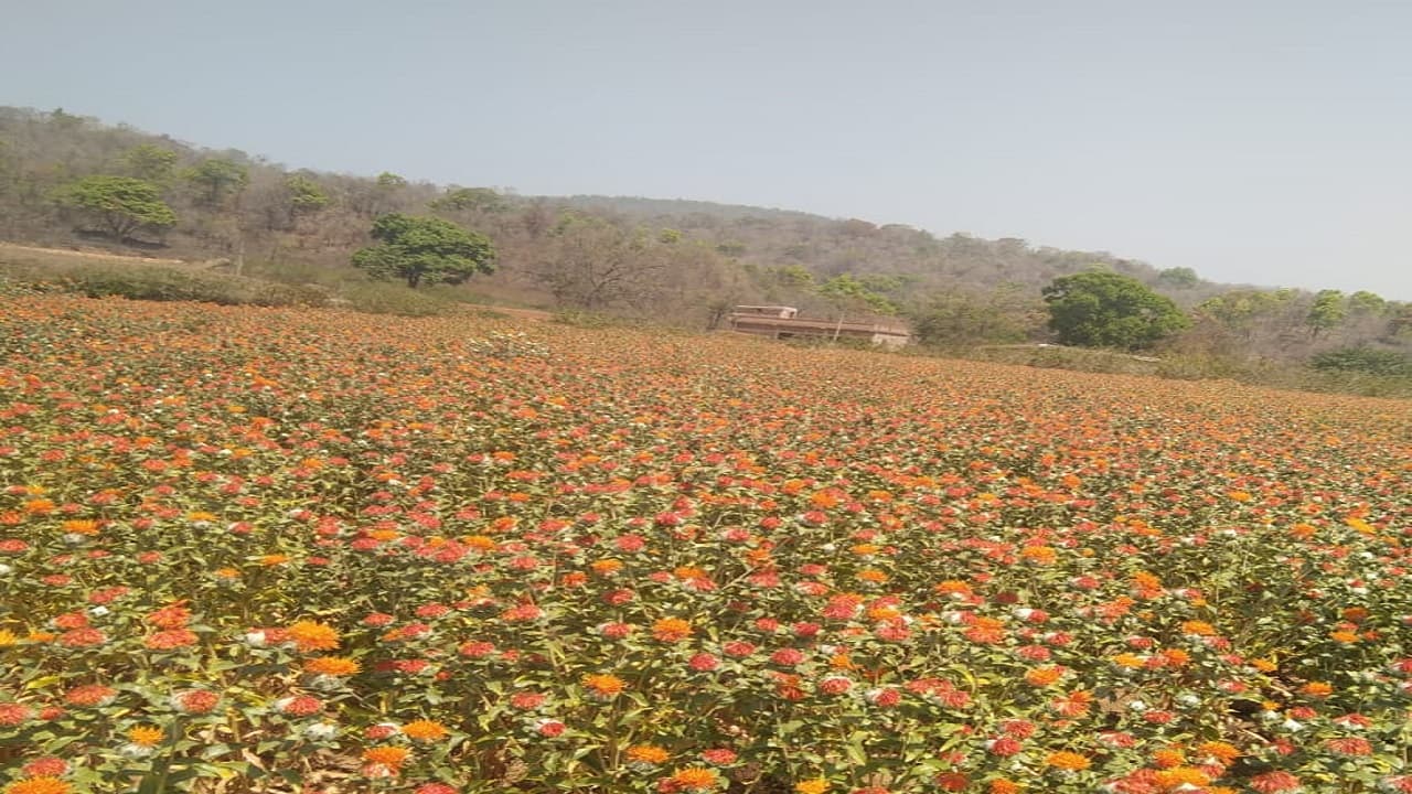 Saffron Cultivation: झारखंड में बंजर जमीन उगलने लगी सोना, पारा टीचर की मेहनत से लहलहा रही केसर की खेती