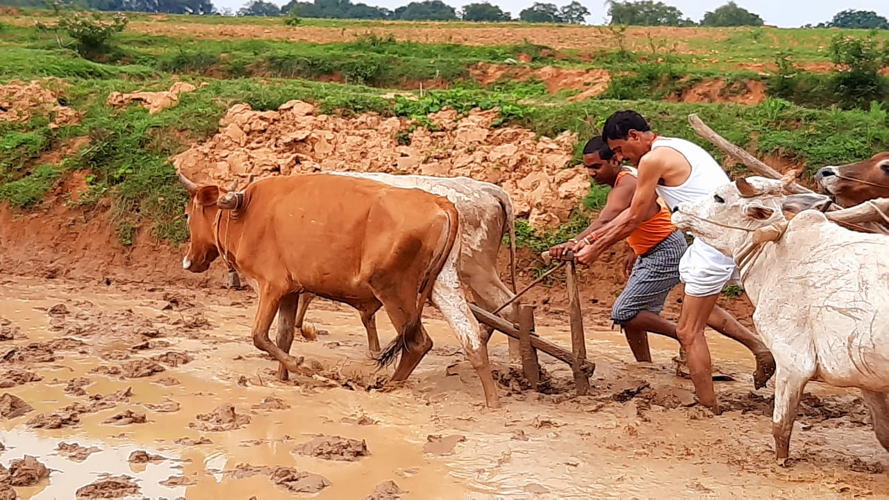 झारखंड के सांसद संजय सेठ ने खेती में आजमाये हाथ, ट्रैक्टर-हल चलाये, रोपनी भी की, Pics