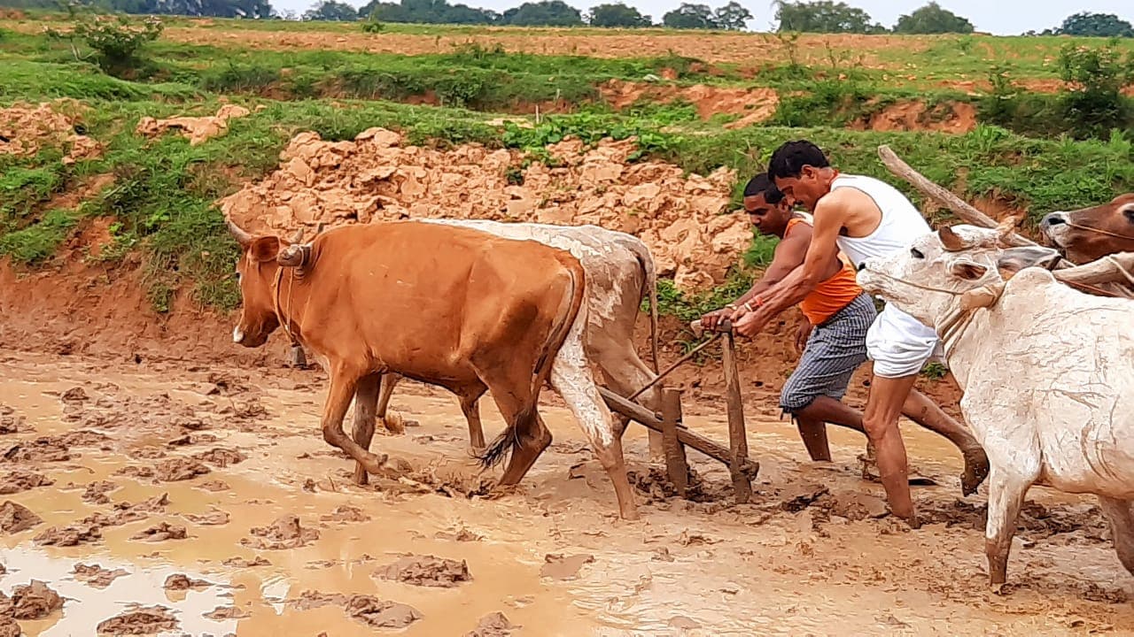 झारखंड के सांसद संजय सेठ ने खेती में आजमाये हाथ, ट्रैक्टर-हल चलाये, रोपनी भी की, Pics