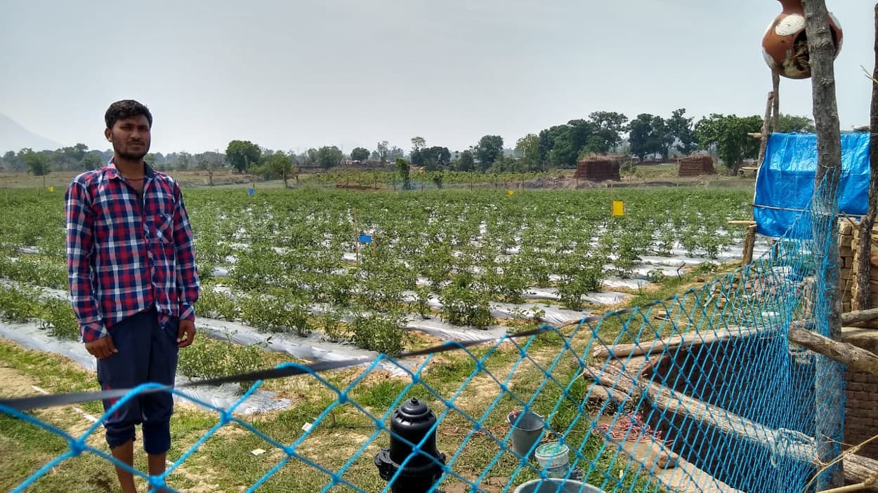 उग्रवाद प्रभावित झुमरा पहाड़ की तलहटी में संतोष ने लायी हरियाली, बंजर भूमि में उगाये टमाटर