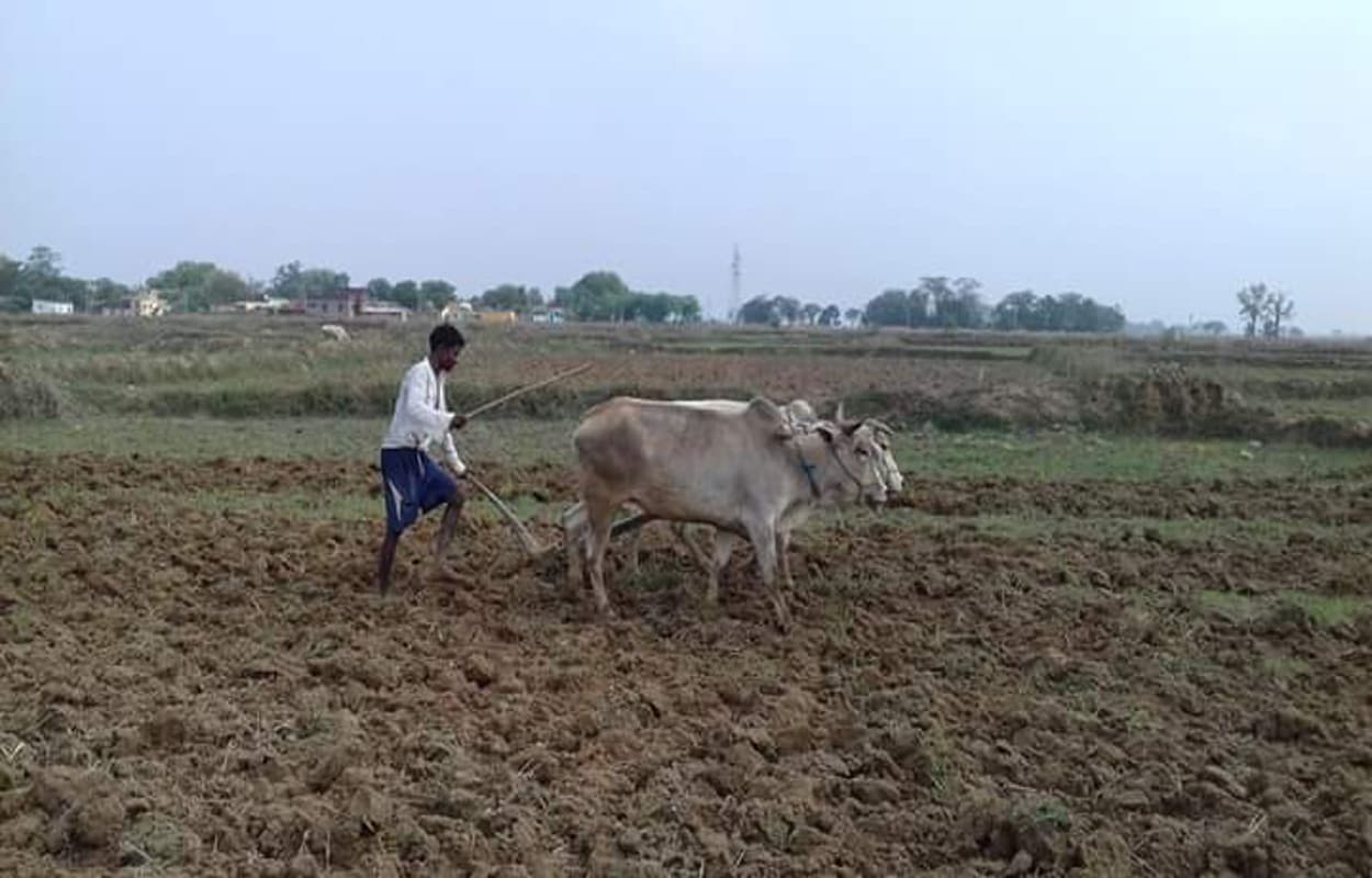 रोहिणी नक्षत्र खत्म होने के बाद भी नहीं हुआ धान बीज का आवंटन, किसान परेशान, क्या है पूरा मामला पढ़ें