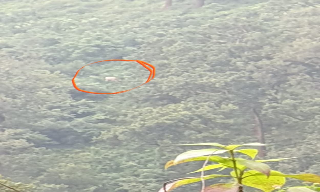 सारंडा जंगल में दिखने लगे शेर- तेंदुए ! जांच में जुटा वन विभाग