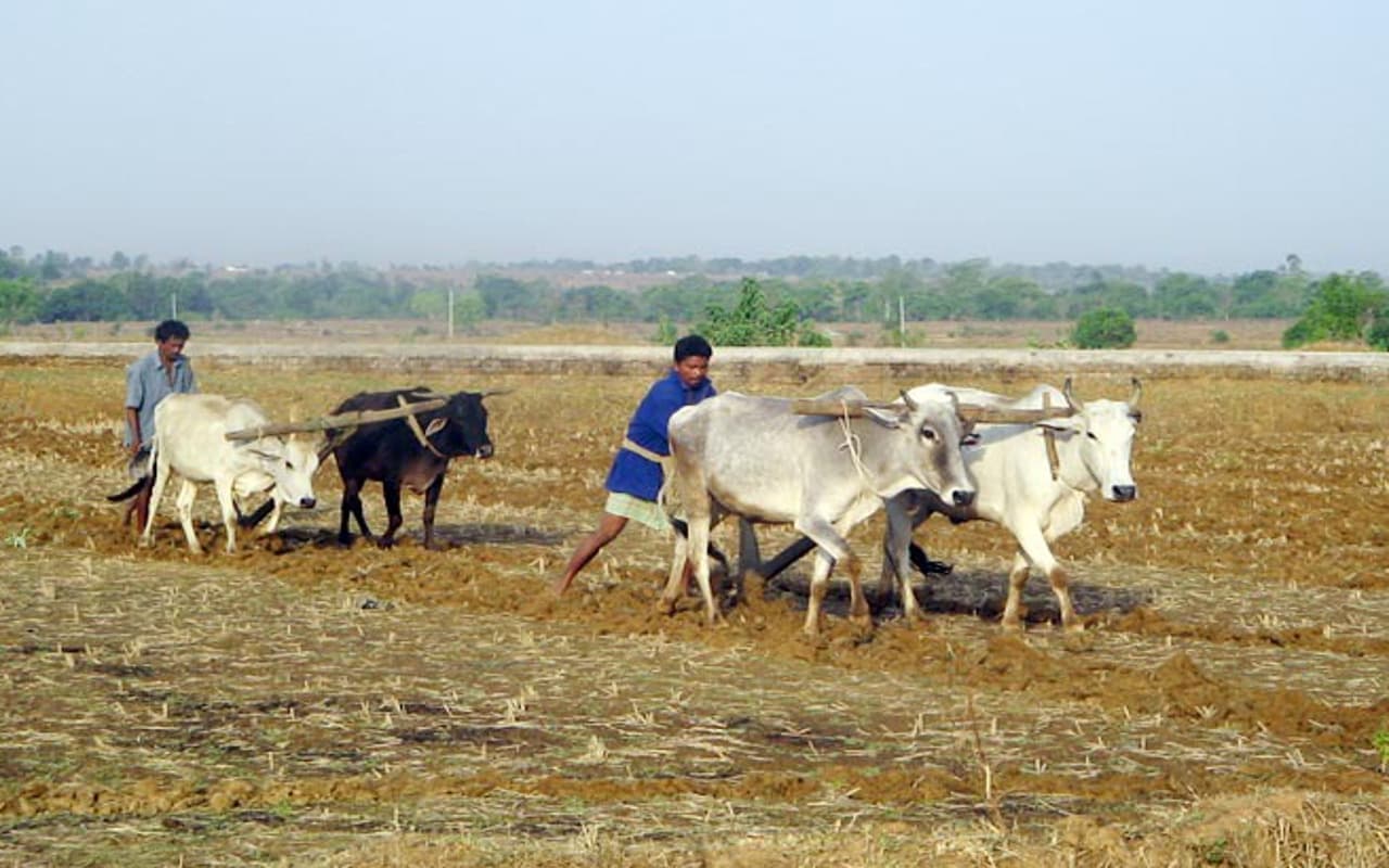 सरायकेला-खरसावां में सुपर फूड की चल रही तैयारी, करीब एक हजार हेक्टेयर में होगी खेती