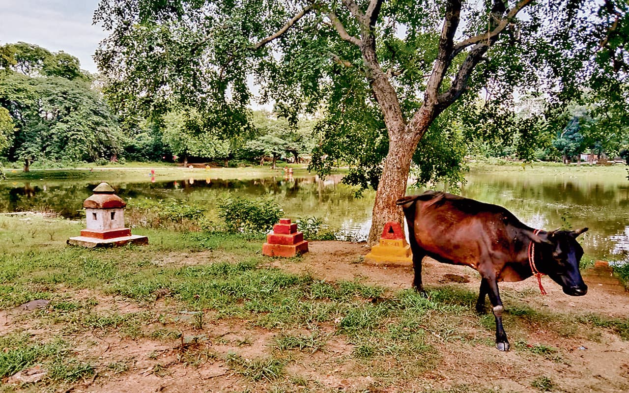 Jharkhand Tourism: सिंदरी का Seven Lake कभी था आकर्षक पर्यटन स्थल, अब घने जंगल में हो रहा तब्दील