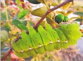 गया जिले के लिए अच्छे संकेत, कई गांवों में मिले तसर सिल्क और लाह के कीट