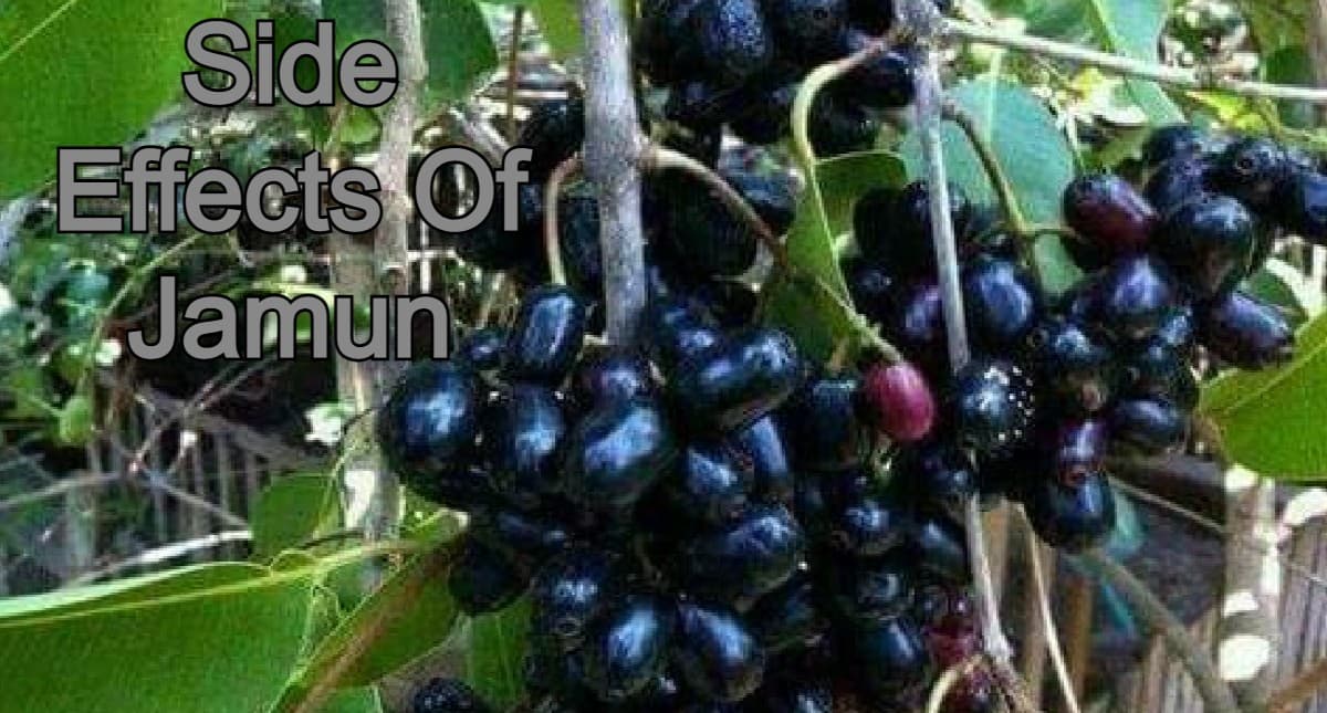 Side Effects Of Jamun: सेहत के लिए बेहद फायदेमंद है जामुन लेकिन ये लोग न करें इसका सेवन, जानें क्यों ?