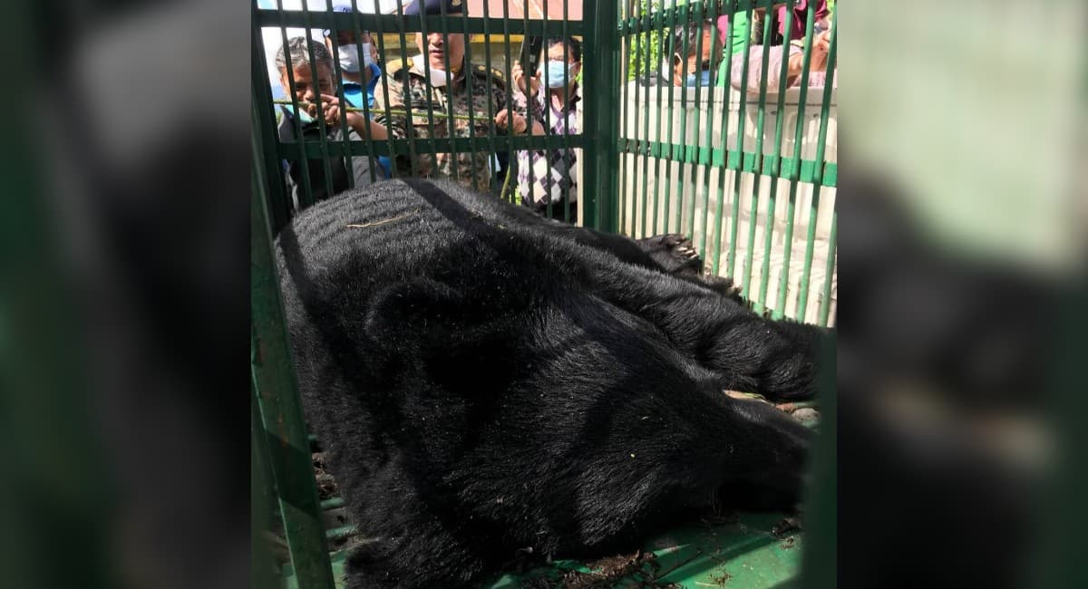 आधी रात को सिक्किम के राजभवन में घुसा भालू, दहशत में गुजरी लोगों की रात, ऐसे किया गया काबू