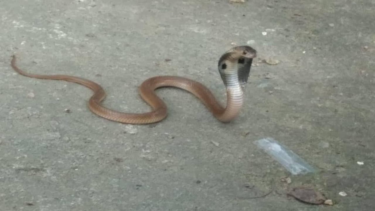 बिहार: बारिश में बढ़ा सर्पदंश का खतरा, मूंग तोड़ने गई महिला को सांप ने काटा, मौत