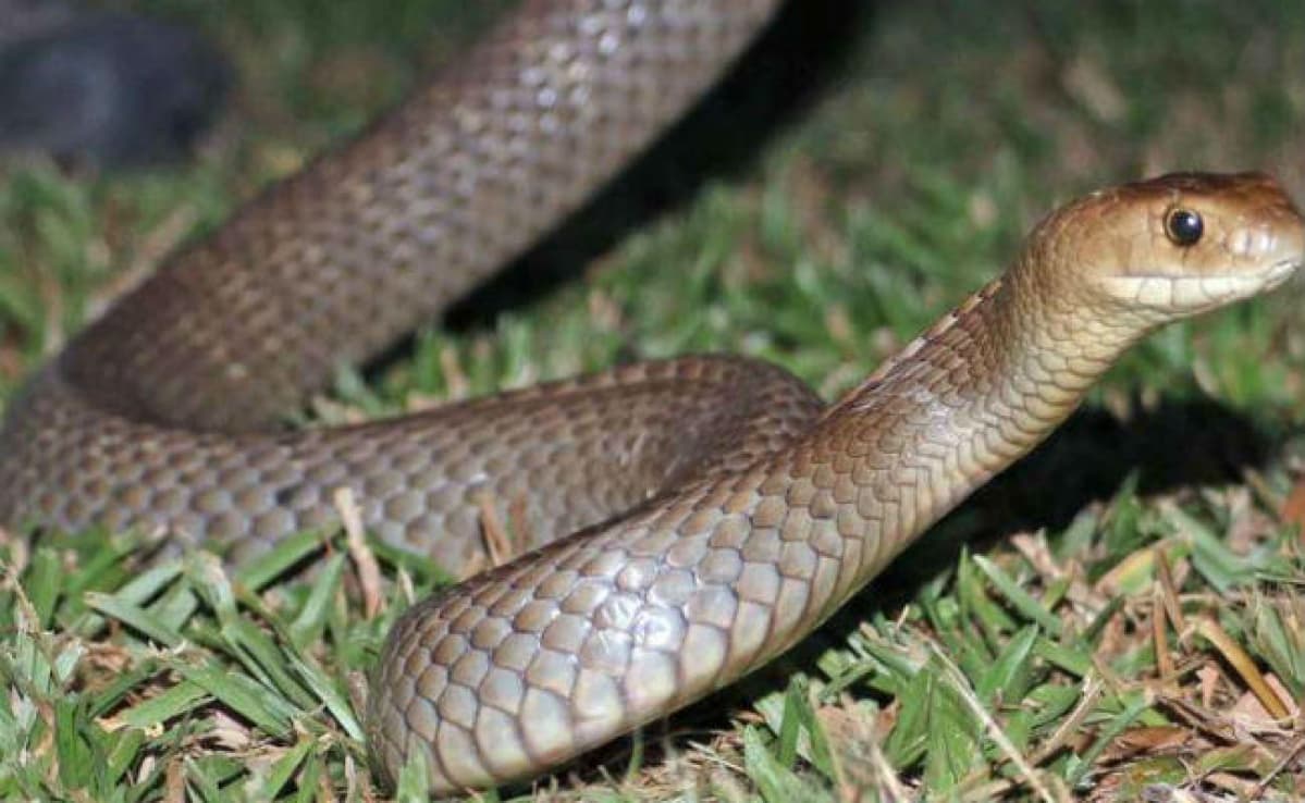Snake News : गृह मंत्री अमित शाह के घर से मिला 5 फुट लंबा सांप, जानिए कितना खतरना था वह सांप