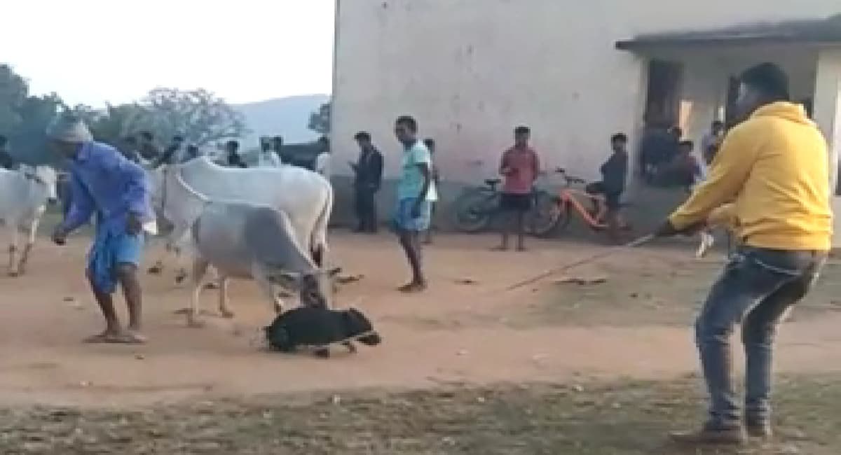 Jharkhand News: हजारीबाग के बड़कागांव में अलग अंदाज में मनाया जाता है सोहराय पर्व, जानें इसकी महता