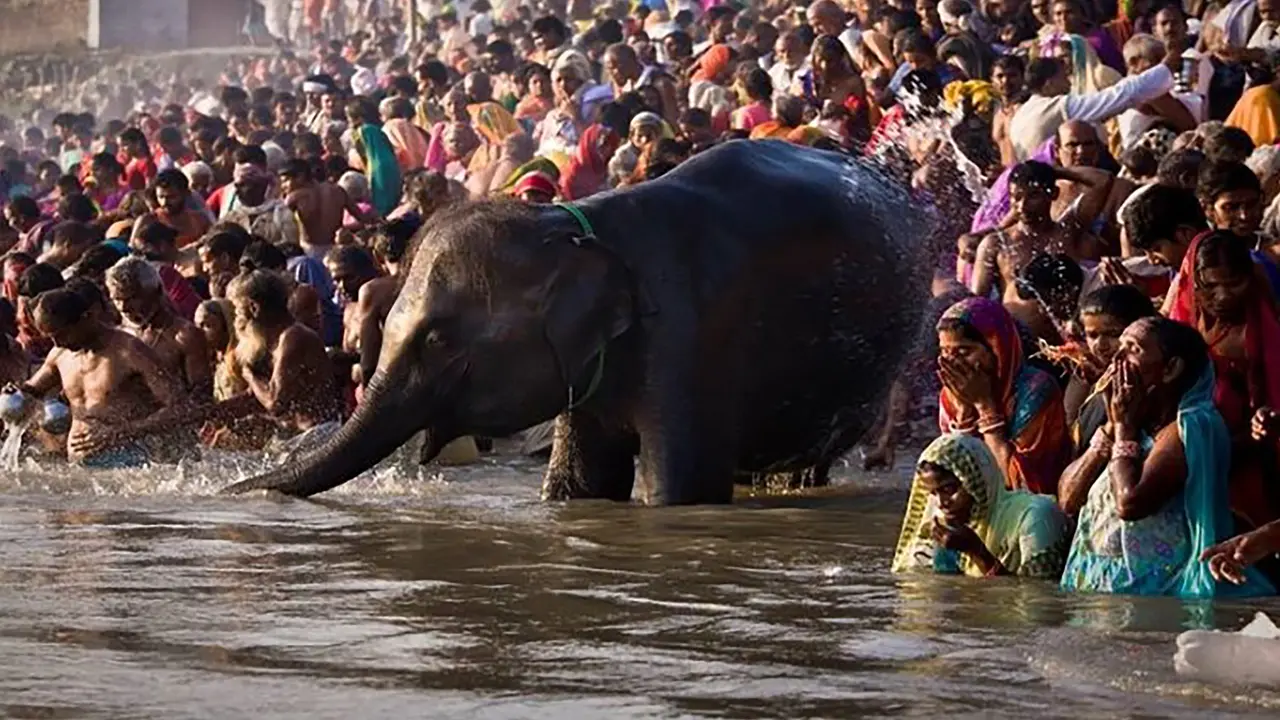 जानें इस बार Sonpur Mela 2020 लगेगा या नहीं, कार्तिक पूर्णिमा पर स्नान के बाद शुरू होता है एशिया का सबसे बड़ा पशु मेला