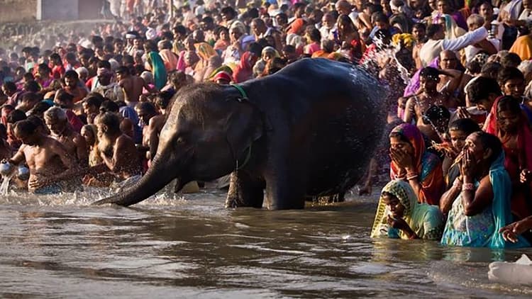 जानें इस बार Sonpur Mela 2020 लगेगा या नहीं, कार्तिक पूर्णिमा पर स्नान के बाद शुरू होता है एशिया का सबसे बड़ा पशु मेला