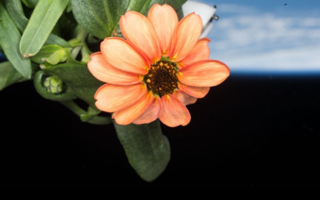 Space Flower: नासा ने अंतरिक्ष में उगाए गए फूल की खूबूसूरत तस्वीर शेयर की, यहां देखें Photo