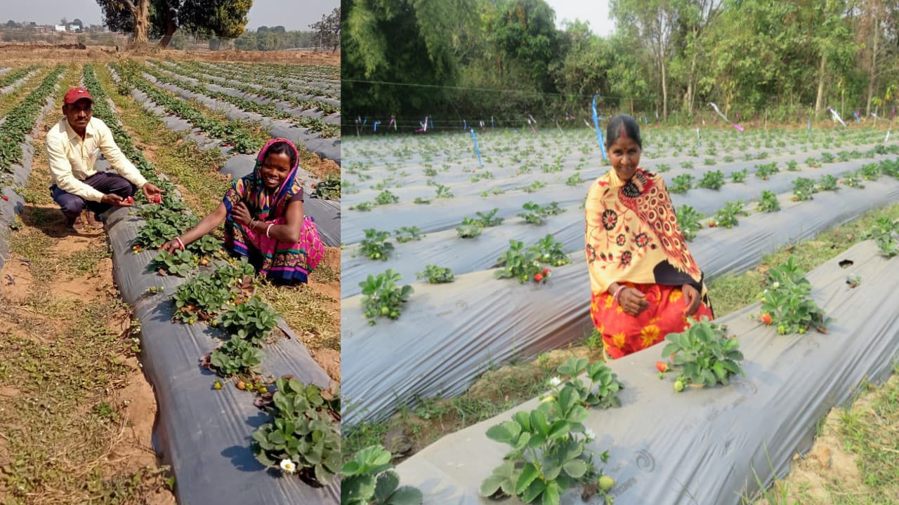 झारखंड के किसानों में स्ट्रॉबेरी की खेती का बढ़ा रुझान, प्रति एकड़ ढाई लाख तक की हो रही आमदनी