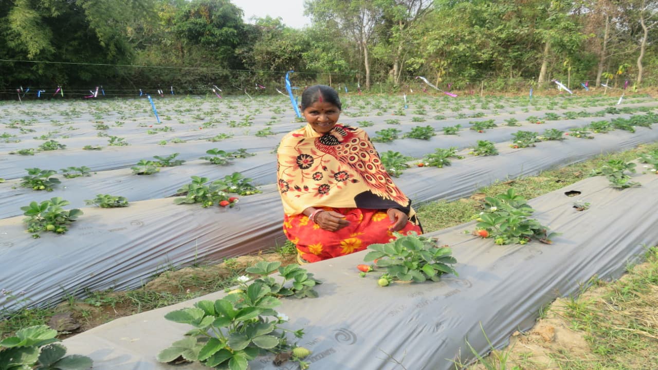 Jharkhand News : KCC से कम ब्याज दर पर किसानों को मिल रहा ऋण, अब खेती से ऐसे बढ़ा रहे अपनी आय