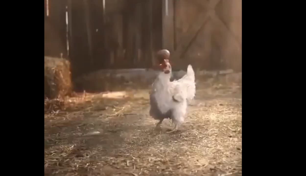 अंडे के साथ अजब-गजब की करतब दिखाता है यह स्टंटबाज मुर्गा, सोशल मीडिया पर वायरल VIDEO देखकर आप भी रह जाएंगे हैरान