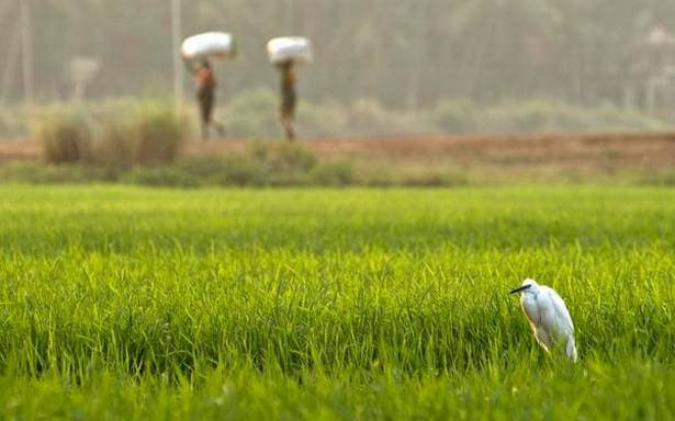 Fertilizer Smuggling: एसएसबी की रिपोर्ट से सामने आया नेपाल कनेक्शन, कृषि विभाग में जानिए क्यों मचा हड़कंप