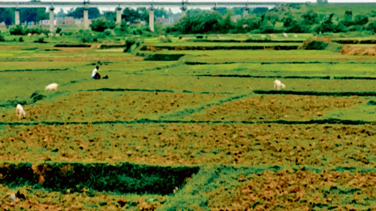 मौसम की बेरुखी से किसानों में मायूसी, गिरिडीह के राजधनवार ब्लॉक के किसी गांव में नहीं हुई धनरोपनी