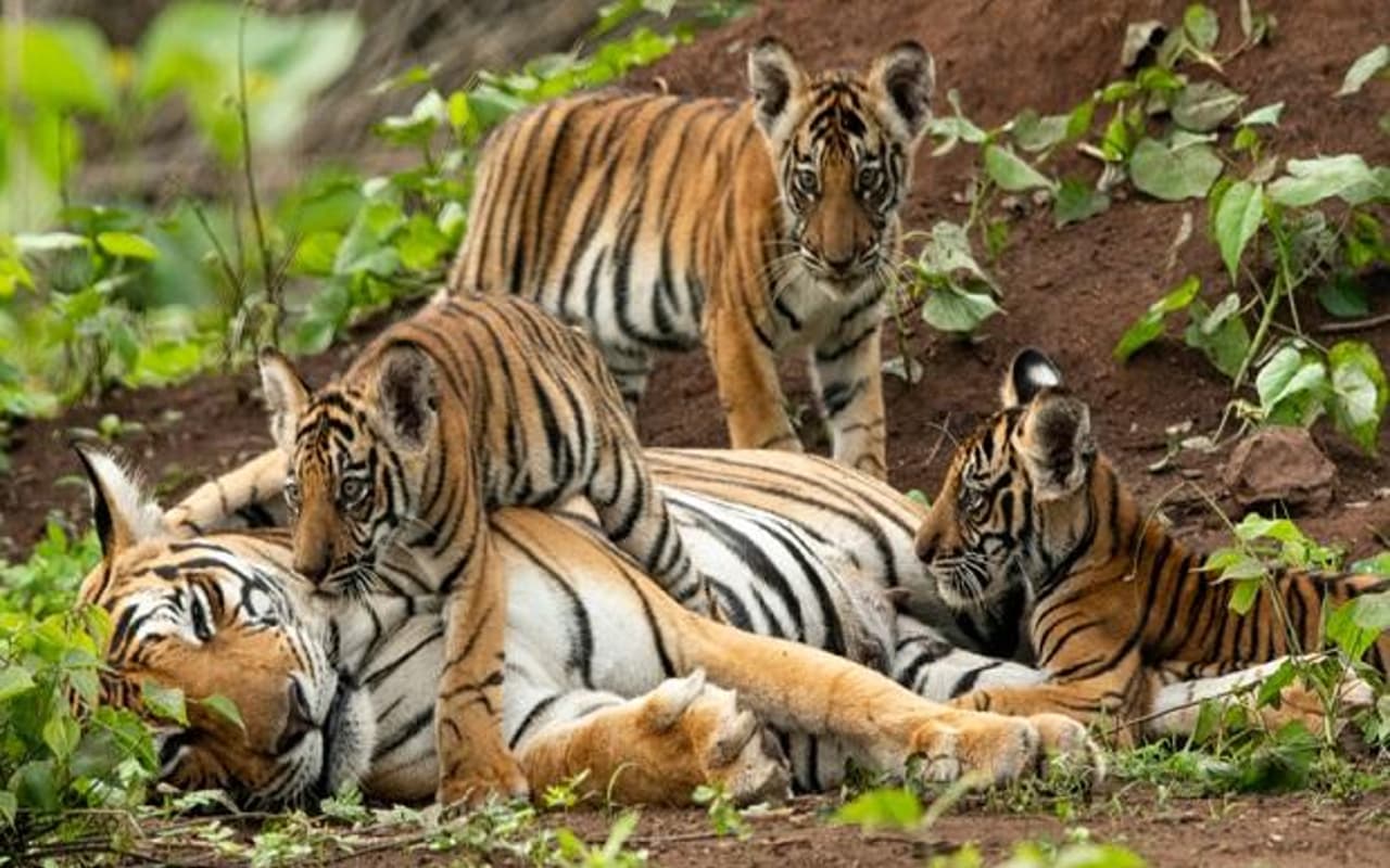 West Bengal : सुंदर वन में बाघों की संख्या जानने के लिए वन विभाग कर रहा है यह काम