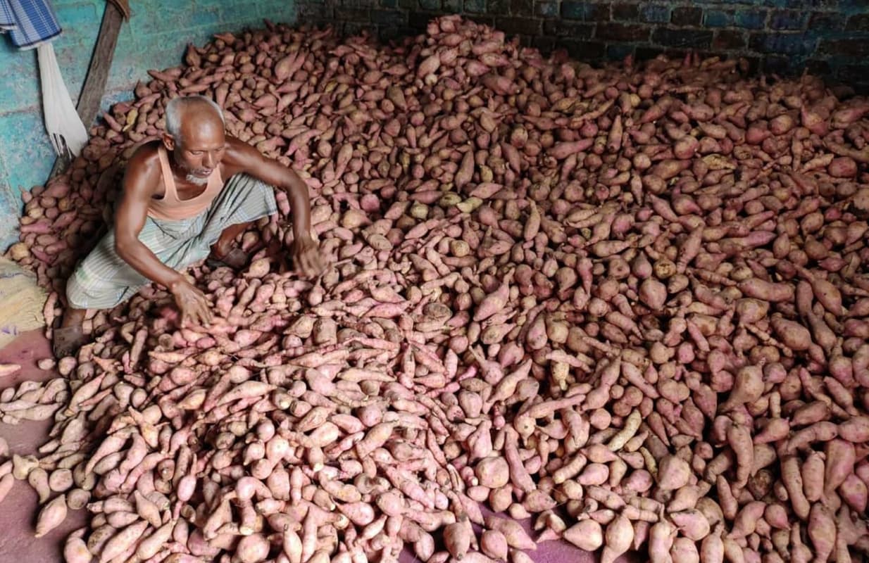 झारखंड के किसानों को आत्मनिर्भर बना रहा औषधीय गुणों से भरपूर शकरकंद, बनते हैं कई स्वादिष्ट व्यंजन