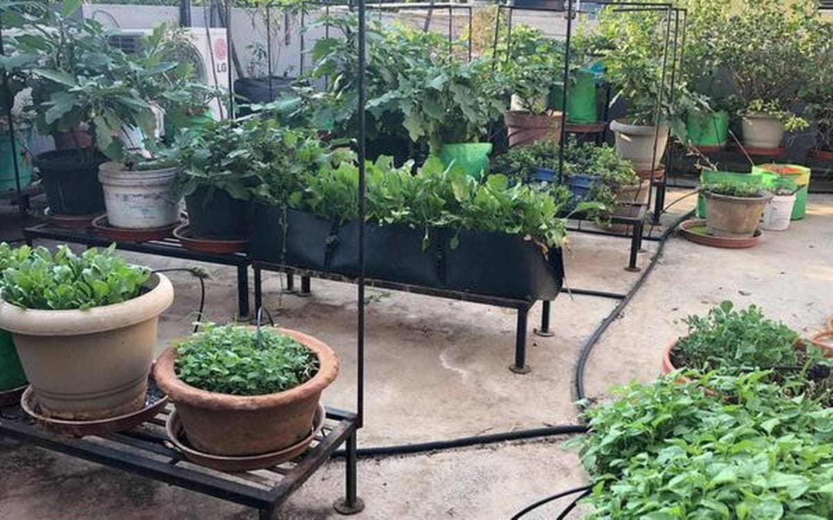 कोरोना संकट के बीच घर की छत पर तैयार करें हरा भरा टेरेस गार्डन