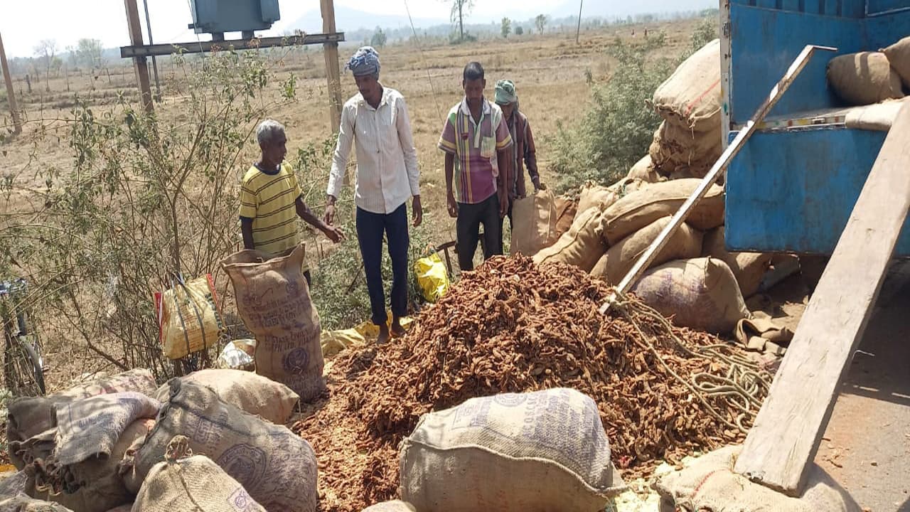 खरसावां-कुचाई के ग्रामीणों के जीवन में मिठास ला रही इमली, सैकड़ों ग्रामीणों को मिल रहा रोजगार