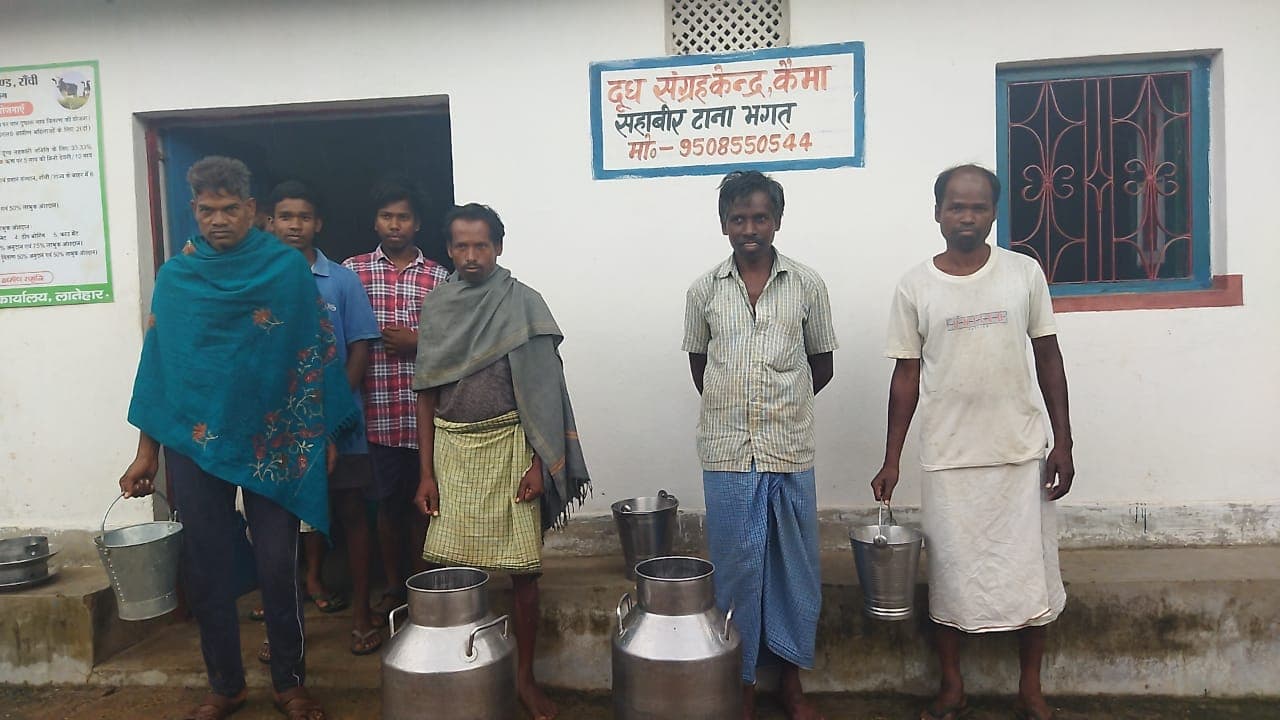 लातेहार के टाना भगतों को पशुधन योजना से गाय मिली, पर काफी कम कीमत पर दूध बेचने को हैं मजबूर, कैसे होगा विकास