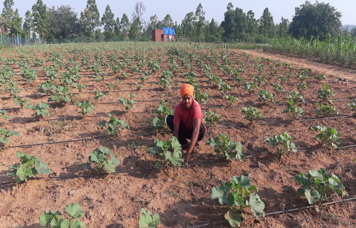 अच्छी पहल : युवा किसान टेकलाल ने बंजर भूमि में लायी हरियाली, 6 एकड़ में उगा रहे हैं सब्जियां