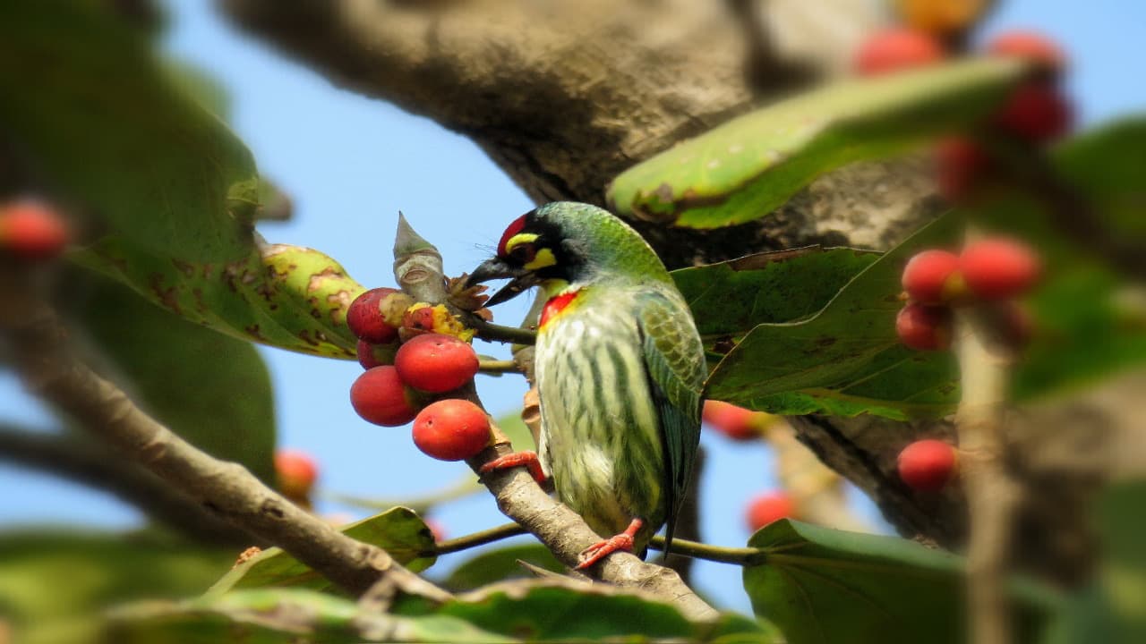 ठठेरा पक्षी की चहचहाहट से गुलजार हुआ खरसावां-कुचाई का इलाका, लोगों को भा रही कॉपर स्मिथ बारवेट के ठुक- ठुक की आवाज, देखें Pics