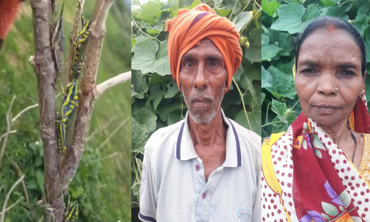 बड़कागांव में टिड्डियों का कहर, फसलों को नुकसान पहुंचाने से किसान परेशान