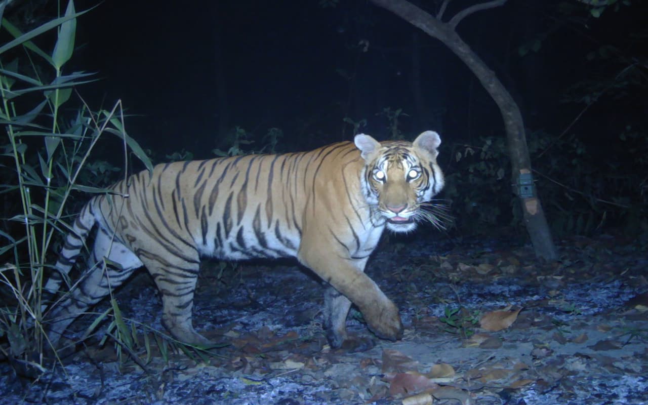 सावधान ! झारखंड के गढ़वा में तेंदुआ के बाद अब आया बाघ, वन विभाग अलर्ट