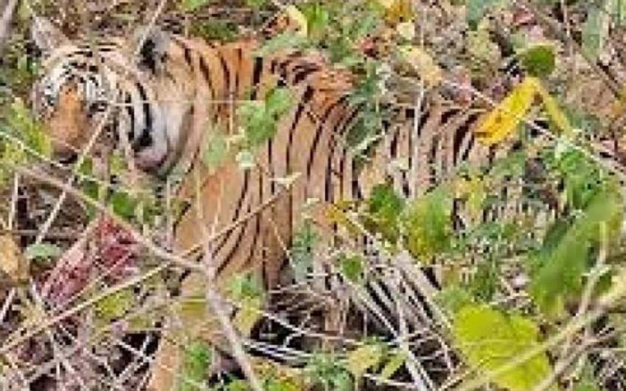 वर्ल्ड टाइगर डे : पीटीआर में स्थायी रूप से नहीं हो रहा बाघों का ठहराव, कुछ दिन रहने के बाद कर रहे पलायन वर्ल्ड टाइगर डे : पीटीआर में स्थायी रूप से नहीं हो रहा बाघों का ठहराव, कुछ दिन रहने के बाद कर रहे पलायन