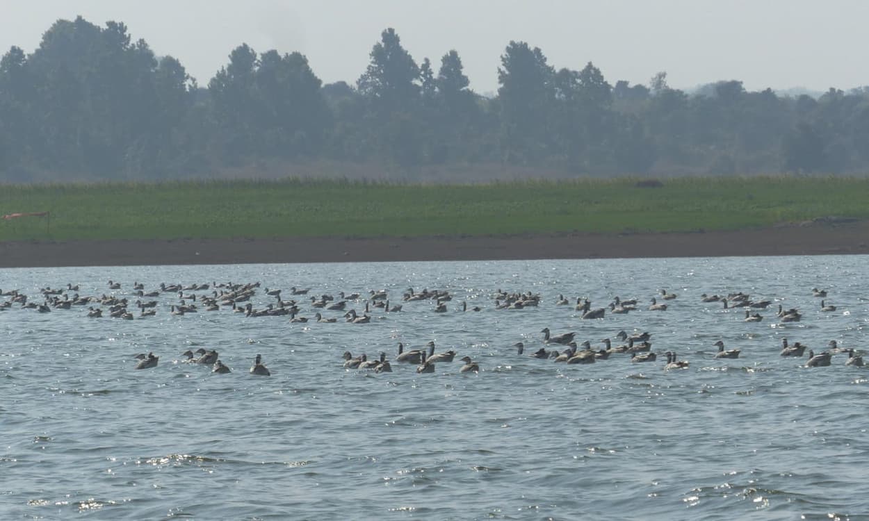 झारखंड में पहली बार दिखा ग्रेटर फ्लेमिंगो पक्षी, तिलैया डैम में विदशी पक्षियों की हुई भरमार