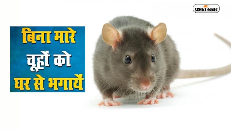 Chuhe Bhagane Ke Gharelu Upay: ये 1 पत्ता,7 बूंदे और चूहे घर से गायब,ऐसे करें मूषकों का बिना मारे घर से सफाया