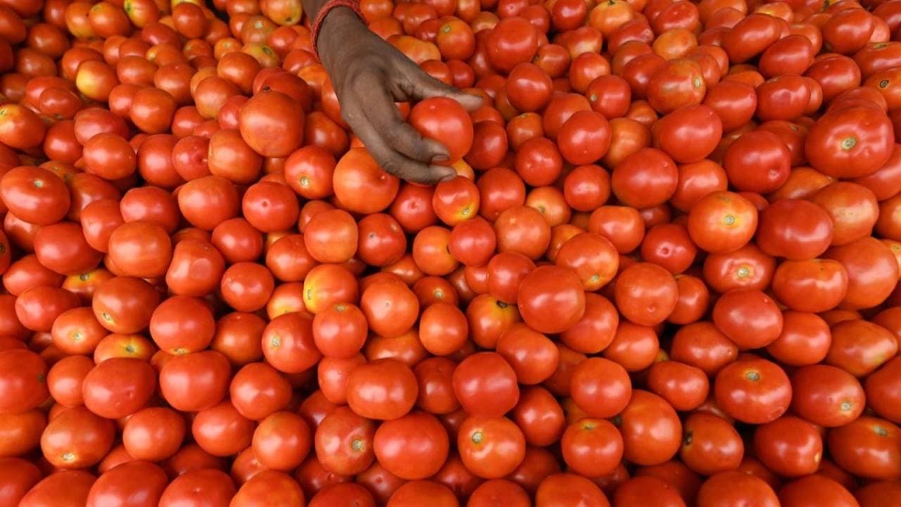 नेपाल से मंगाया जा रहा टमाटर, इस राज्य में बिकेगा 50 रुपये किलो