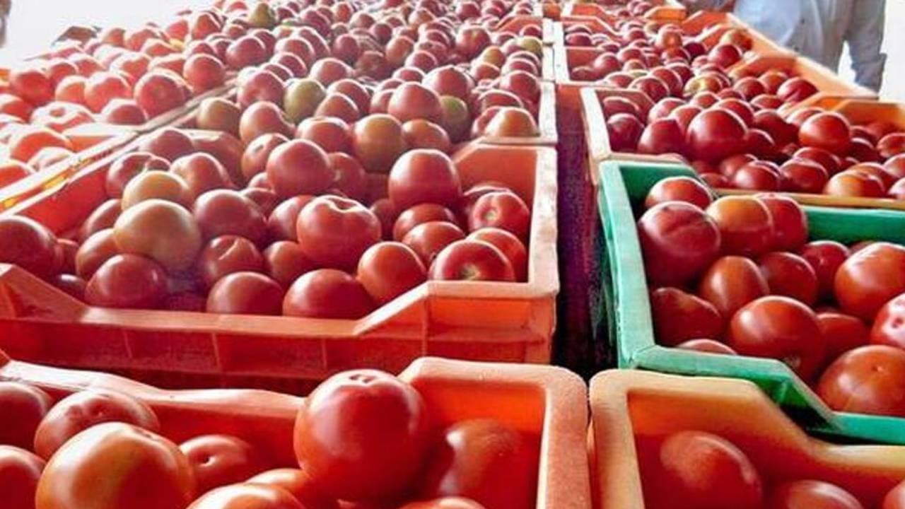 Explainer : होटलों और रेस्टूरेंटों से टमाटर की छुट्टी, बर्गर से पलायन