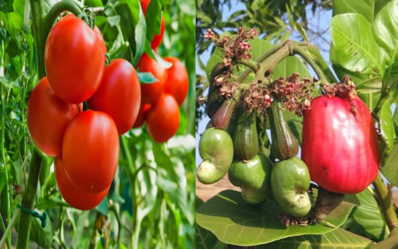 Jharkhand News:  टमाटर और काजू की खेती से पूर्वी सिंहभूम के किसानों की बदलेगी किस्मत, जानें कैसे